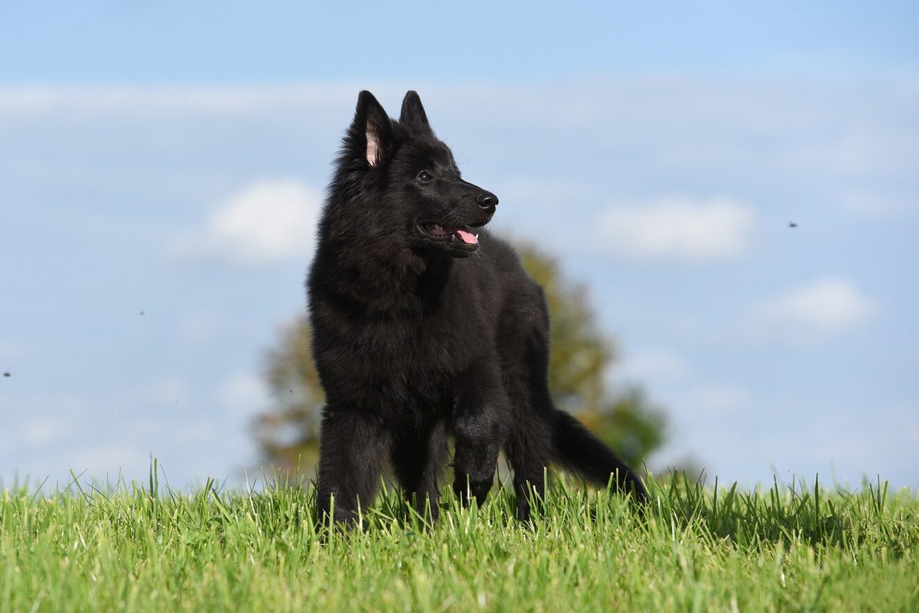 belgian shepherd dog 2583001 1920