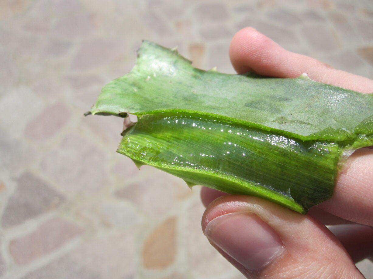 gel aloe
