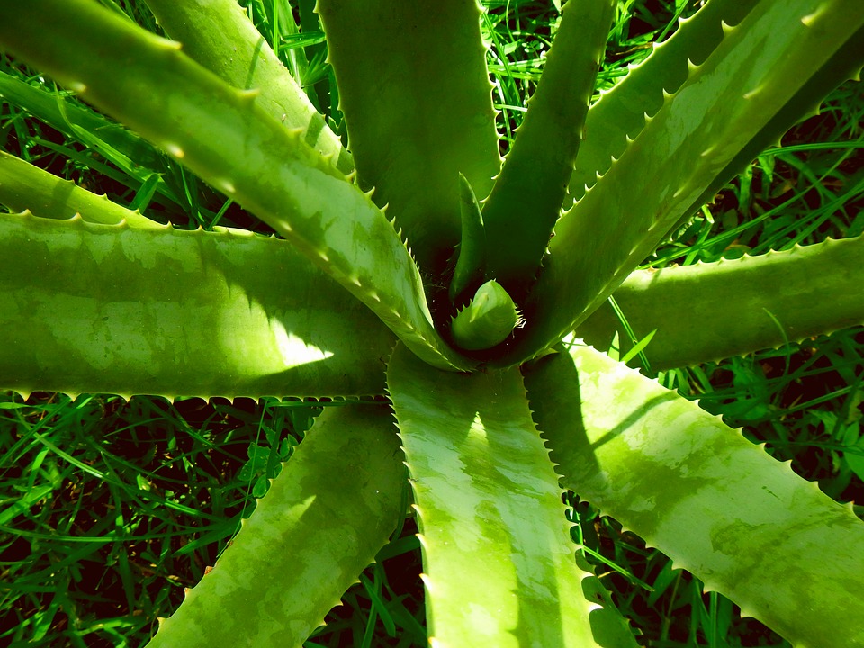 pianta di aloe