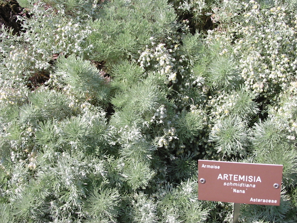 Artemisia_schmidtiana