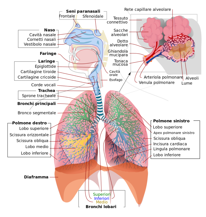 Respiratory system complete it.svg