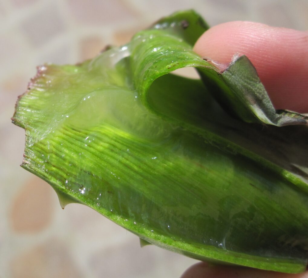 aloe vera pianta per il viso