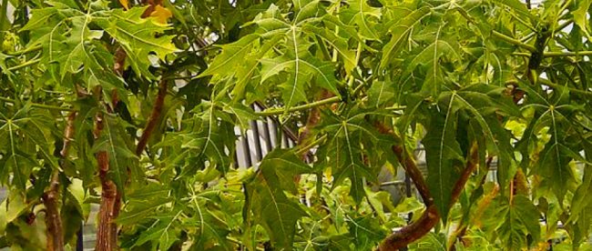 La chaya, conosciuta anche come albero degli spinaci, è commestibile quando viene cotta ma è tossica quando è cruda.