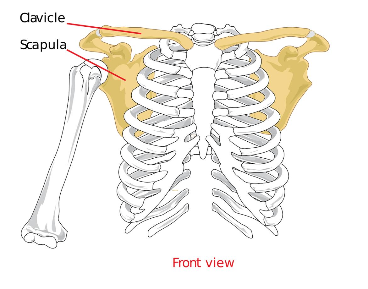 scapole