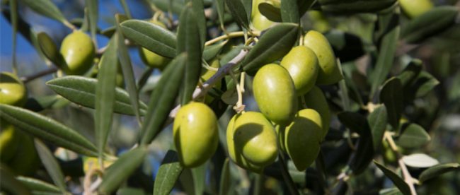 Le olive crude sono incredibilmente amare e praticamente immangiabili.