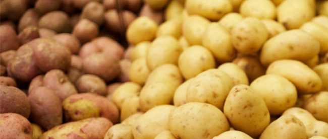 Un composto chiamato solanina che si trova nelle patate può causare dolori addominali e anche paralisi