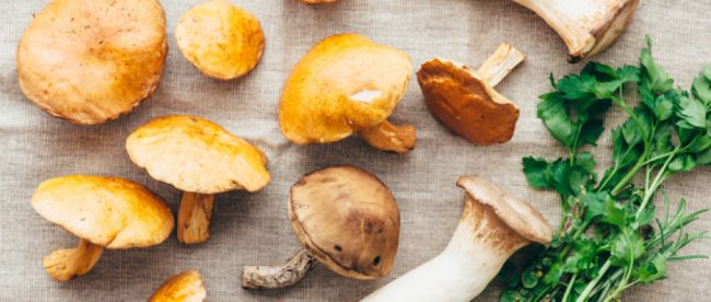 Alcuni funghi selvatici non sono commestibili, altri si - ma nessuno dovrebbe essere mangiato crudo.