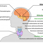 sistema endocrino