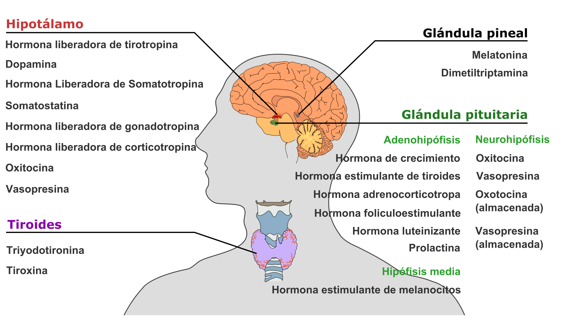 sistema endocrino