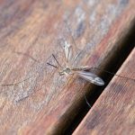 virus Zika