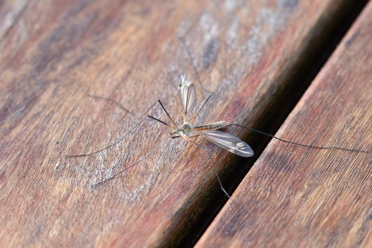 virus Zika