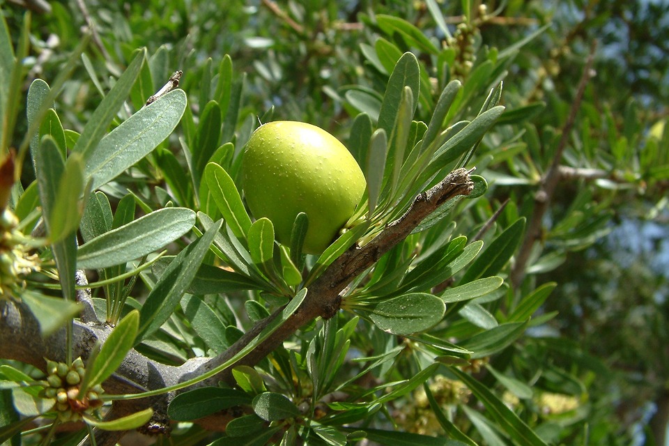 olio di argan