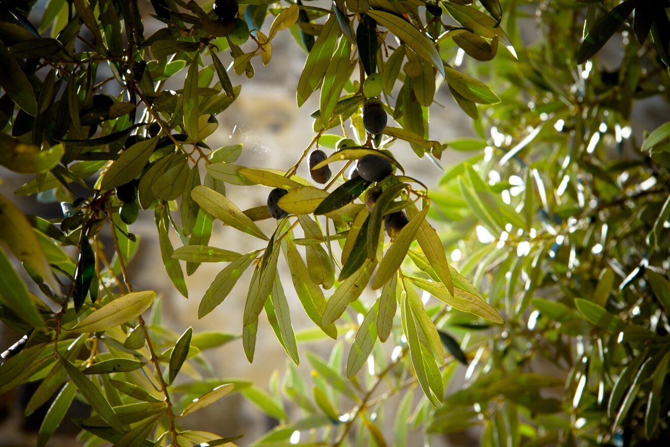 foglie di ulivo
