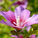 malva