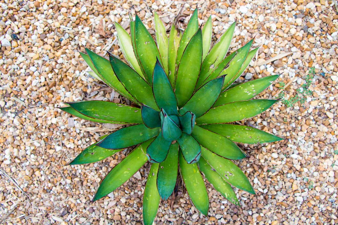 aloe