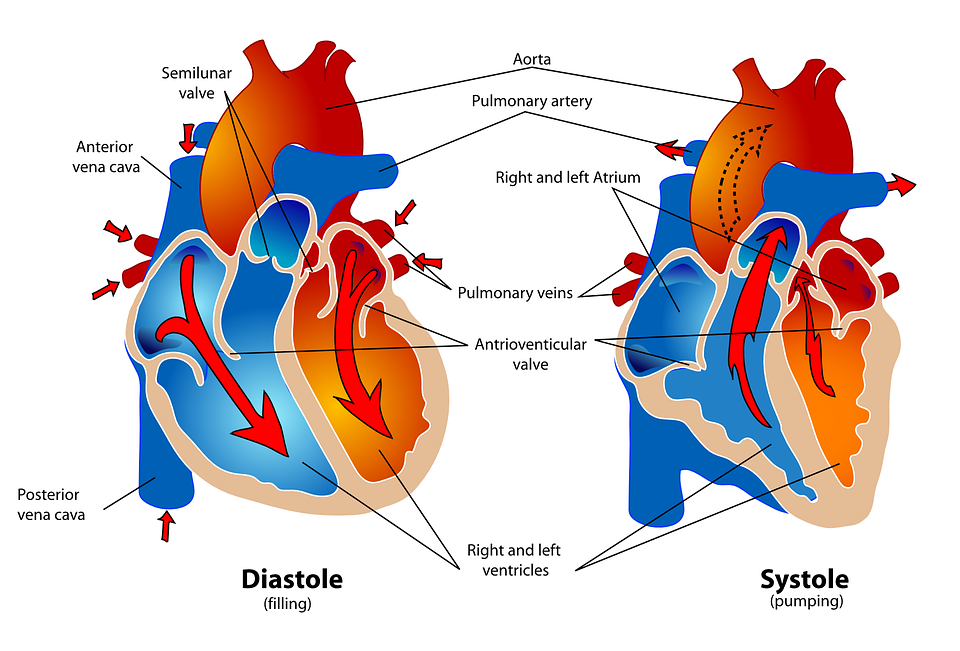 cardiopalmo