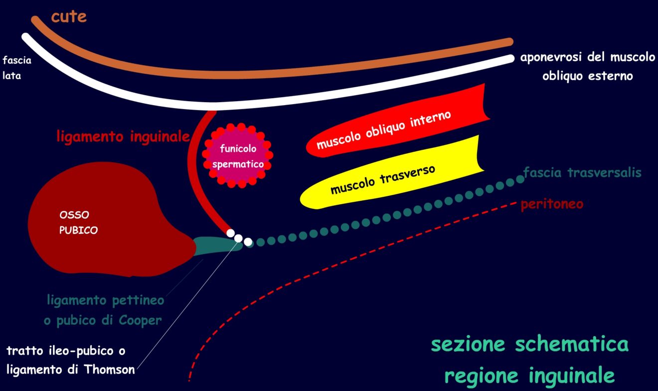 Fascia per ernia ombelicale nei neonati, supporto addominale per ombelico  dei neonati, fascia regolabile blu Blu : : Salute e cura della  persona