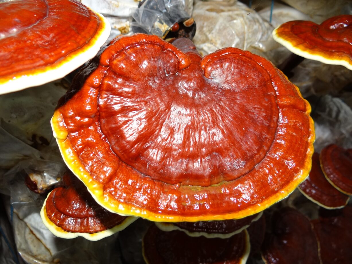 ganoderma