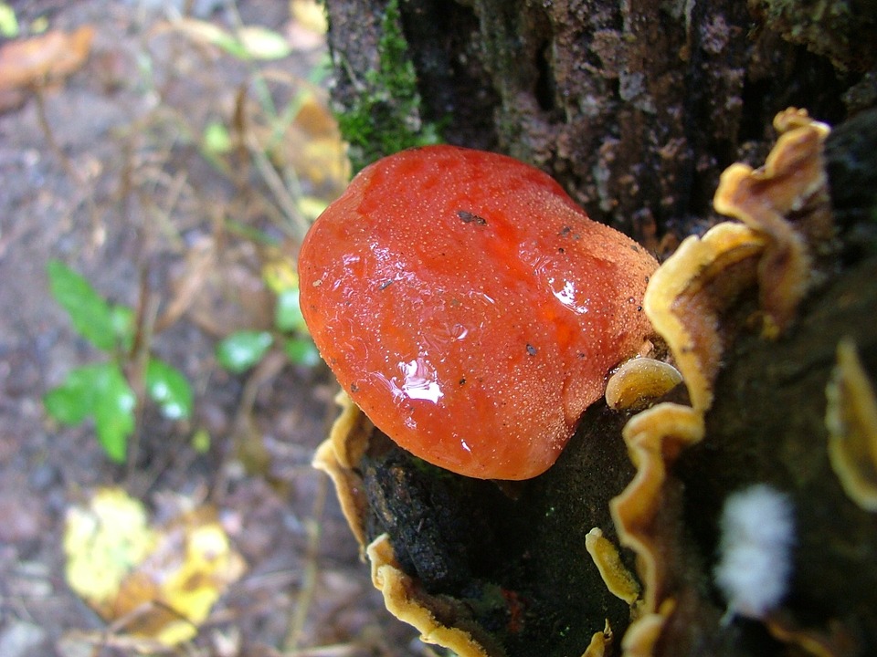 ganoderma