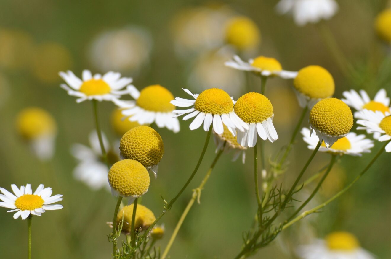 fiori di camomilla