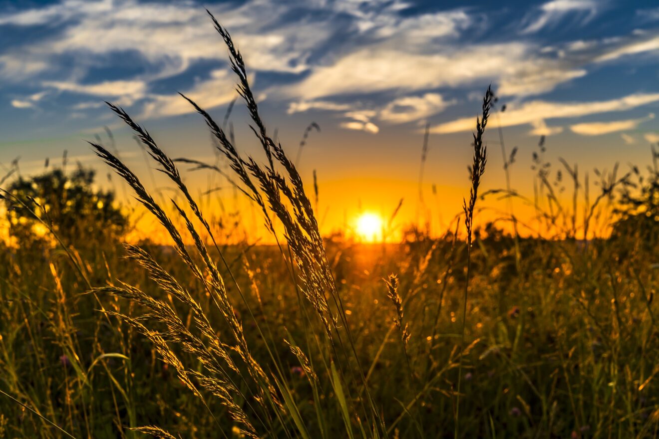 allergia alle graminacee