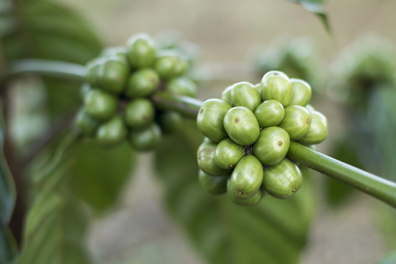 caffè verde