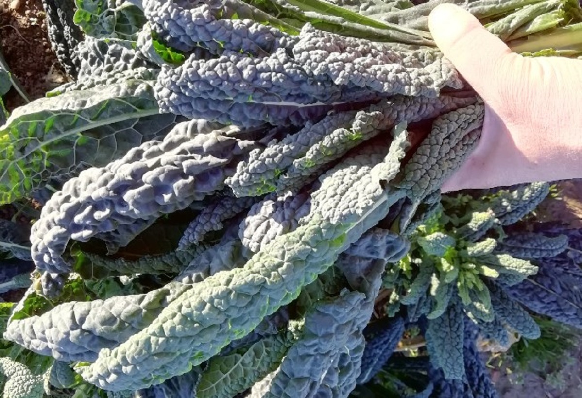 cavolo nero e vitamina k