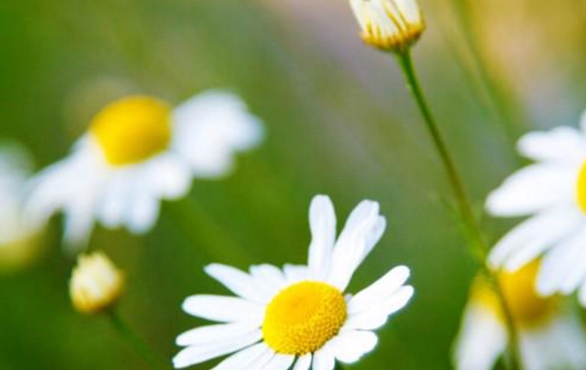 Come Schiarire I Capelli Colorati Troppo Scuri