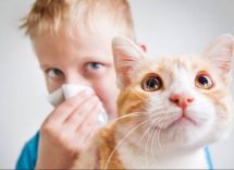 allergia ai gatti