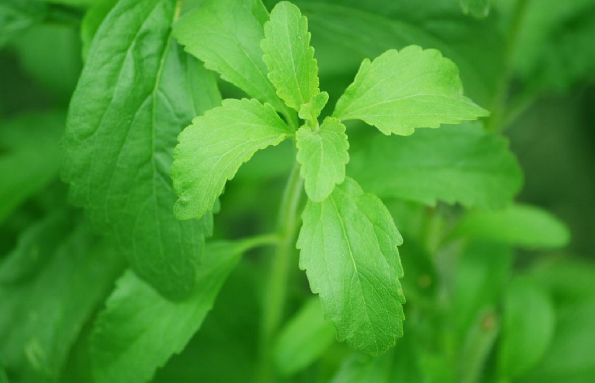 stevia