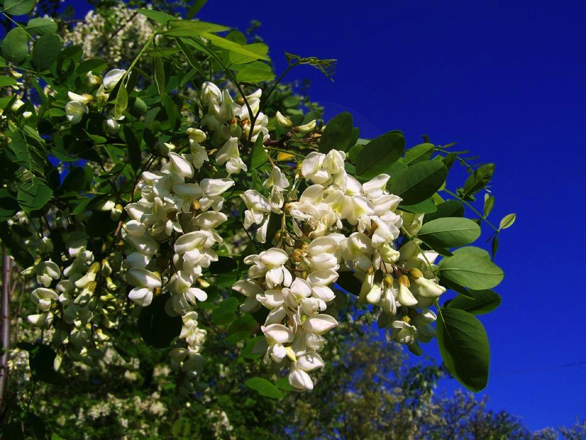 L'albero di acacia