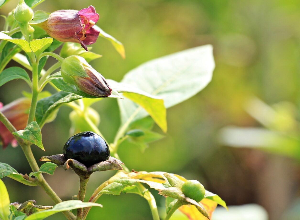 belladonna: proprietà, usi e controindicazioni