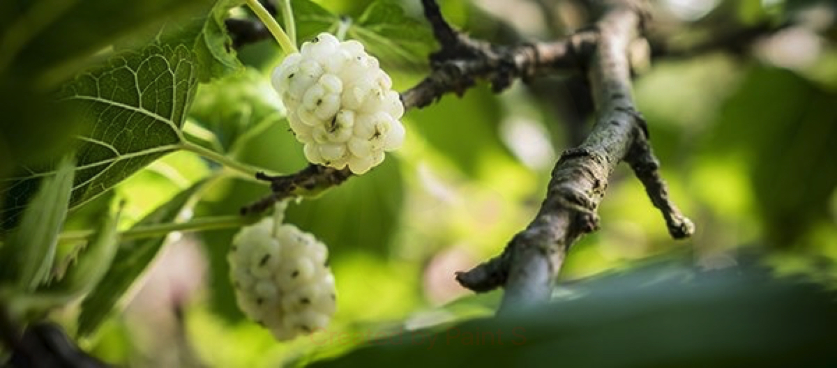 Il frutto del gelso bianco