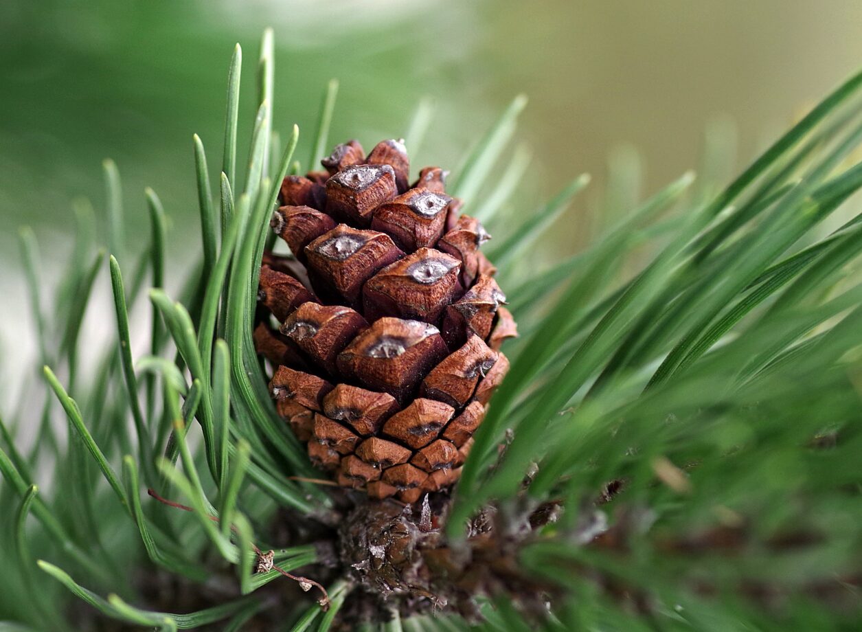 Olio essenziale di pino: cos’è, benefici e controindicazioni