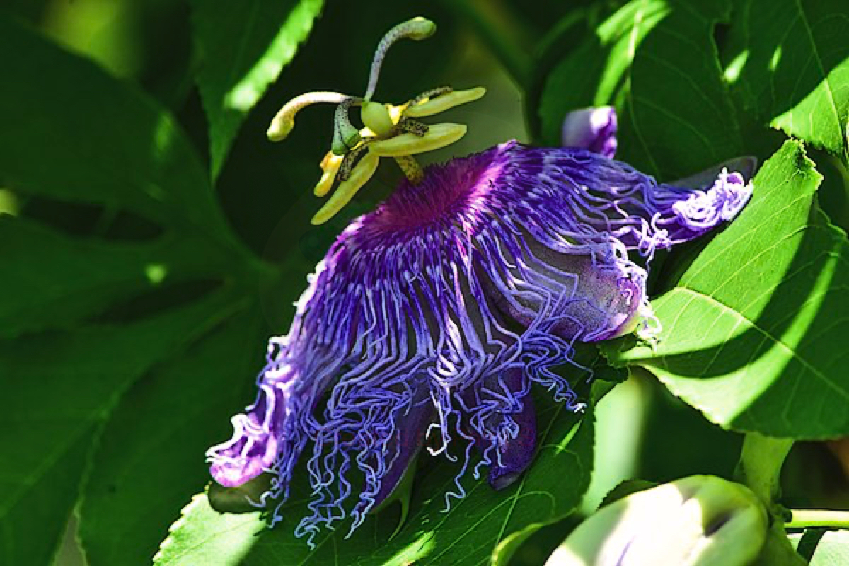 La passiflora incarnata: che cos'è