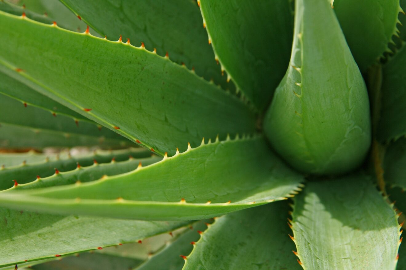 aloe vera