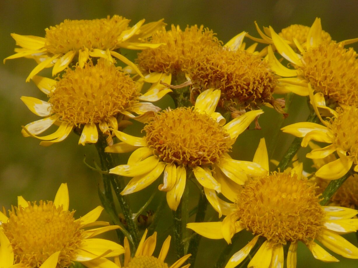 Arnica: conosci le proprietà e gli effetti collaterali?