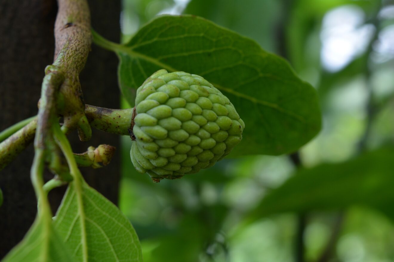 Cherimoya: proprietà e benefici del frutto