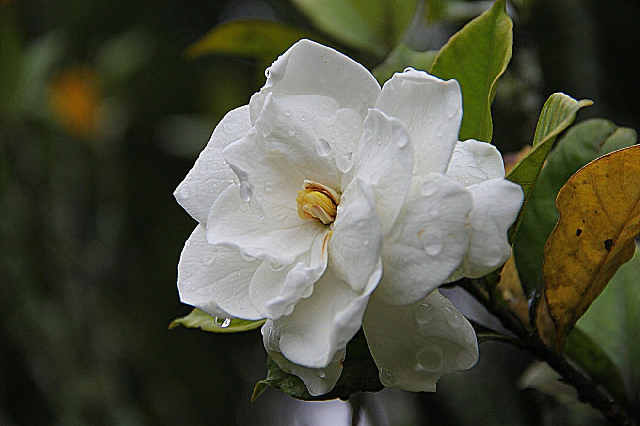 Pianta rilassante - Gardenia