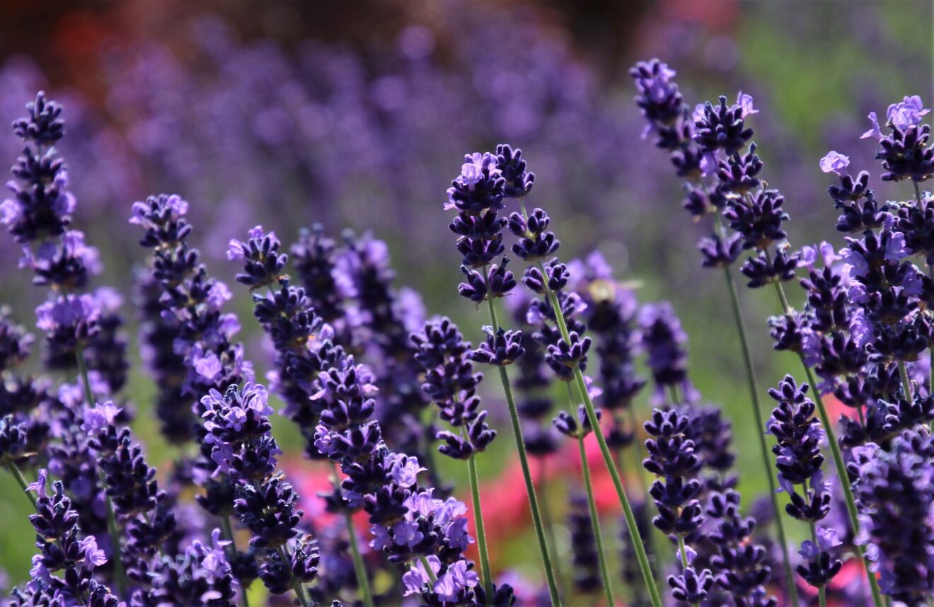 piante rilassanti - lavanda