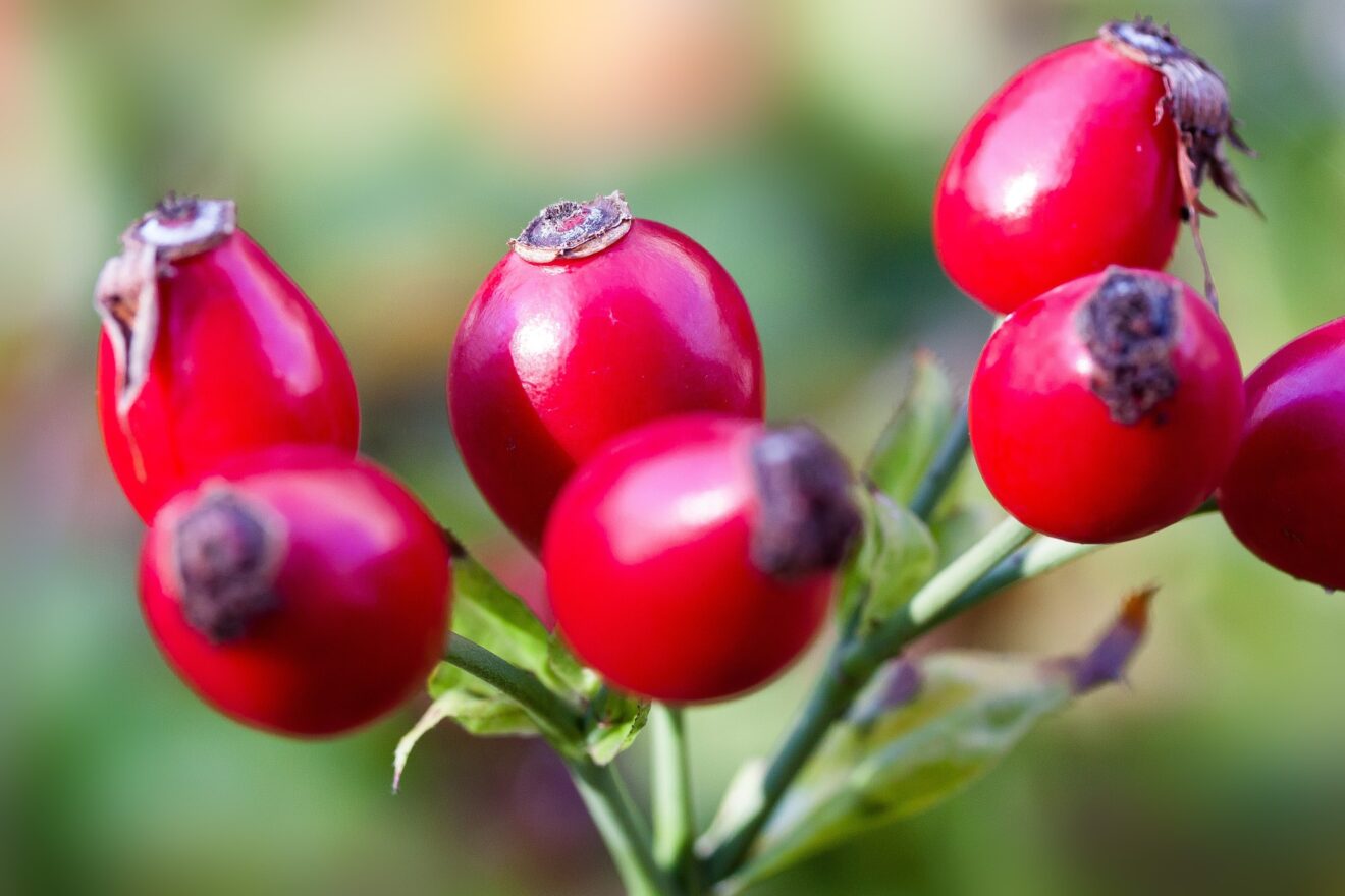 Rosa canina: benefici e controindicazioni della bacca