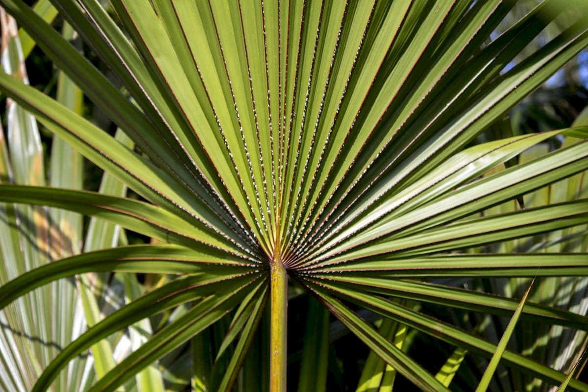 serenoa repens