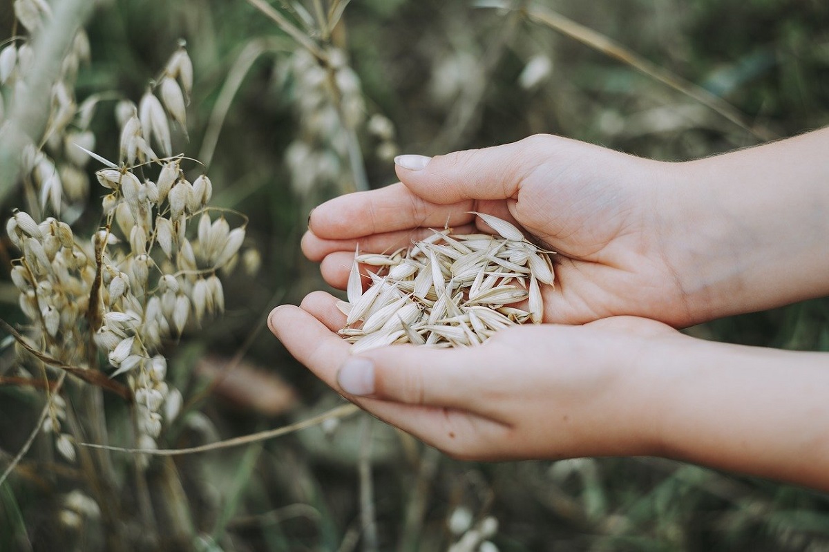 avena per curare le pelli sensibili