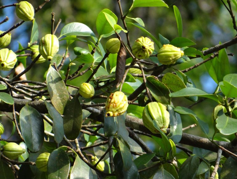 garcinia cambogia