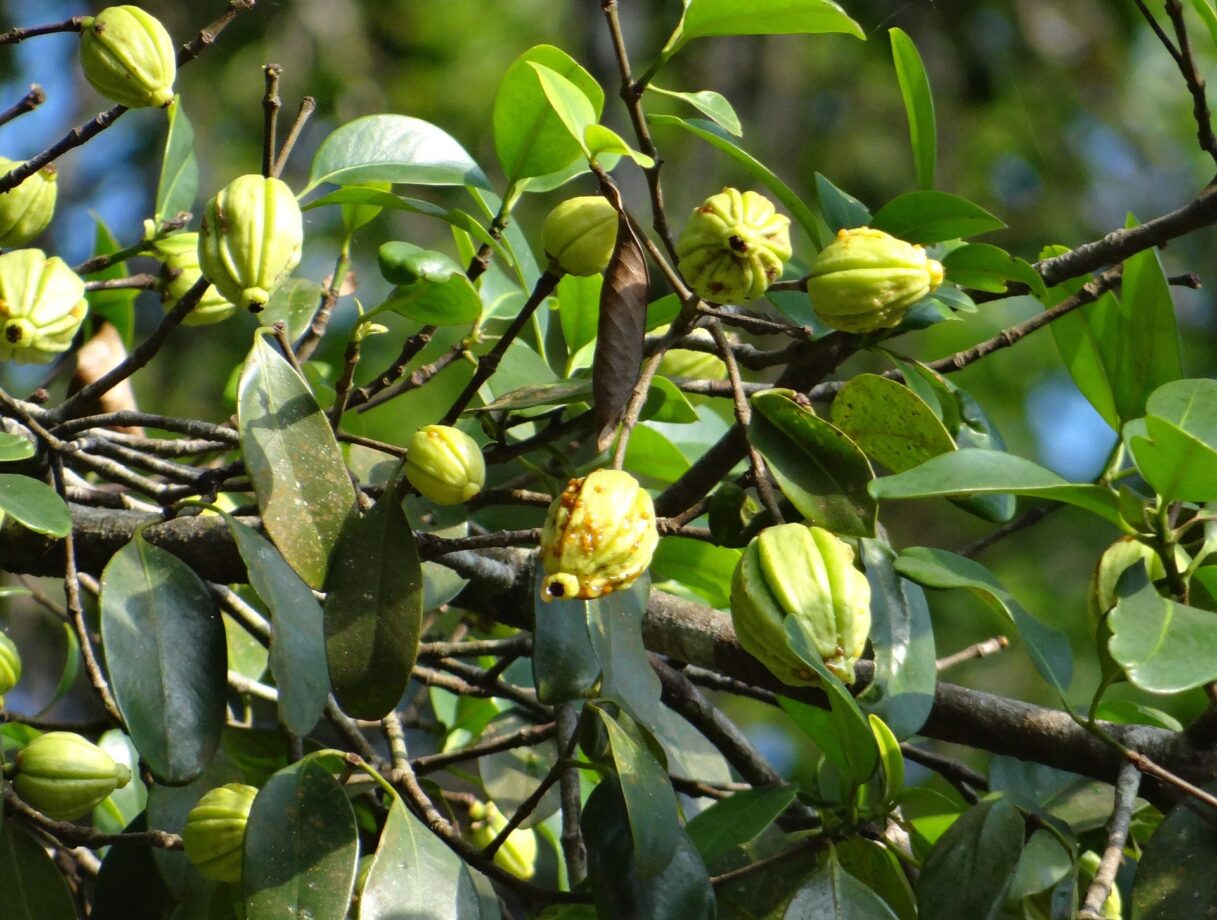 garcinia cambogia