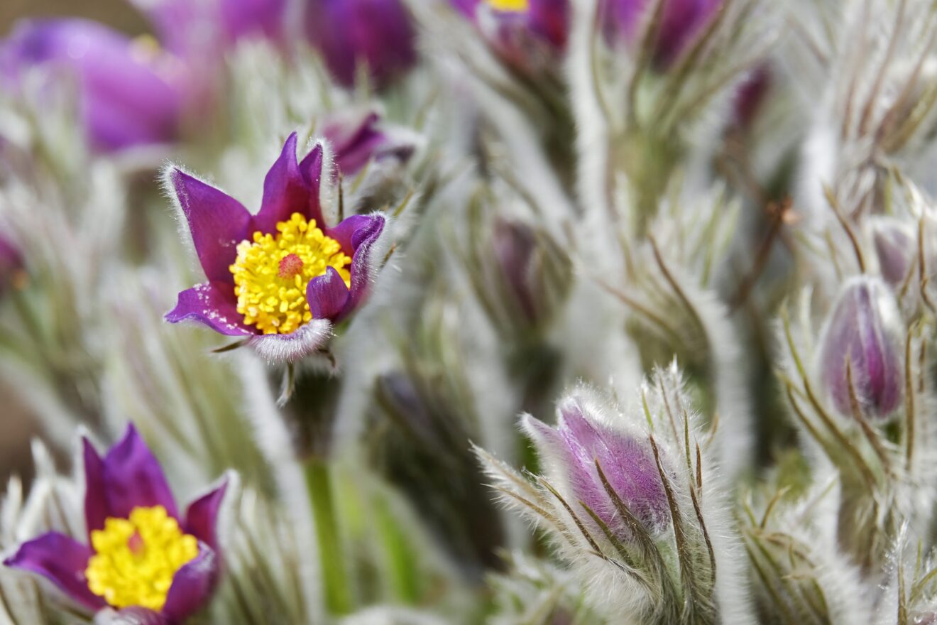 pulsatilla