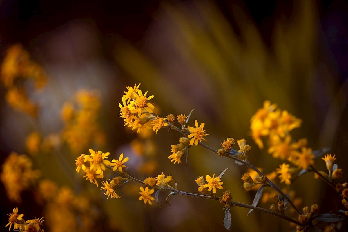 pomata all'arnica