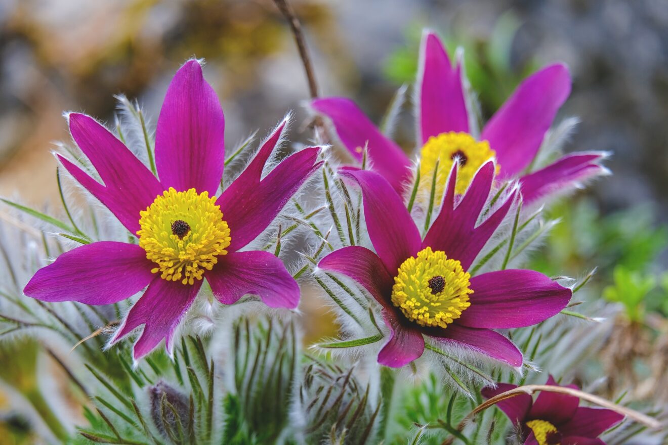 Pulsatilla: proprietà benefiche e utilizzi