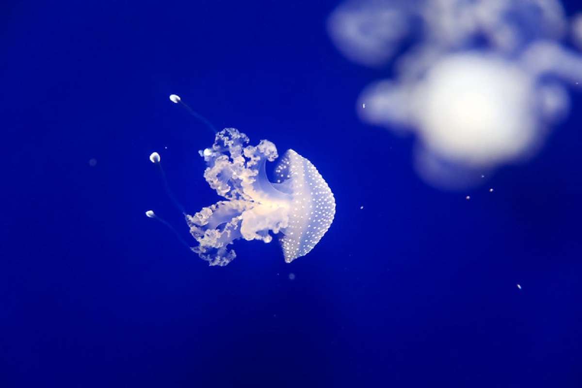 Come curare una puntura di medusa
