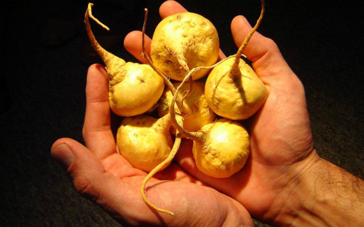 maca benefici